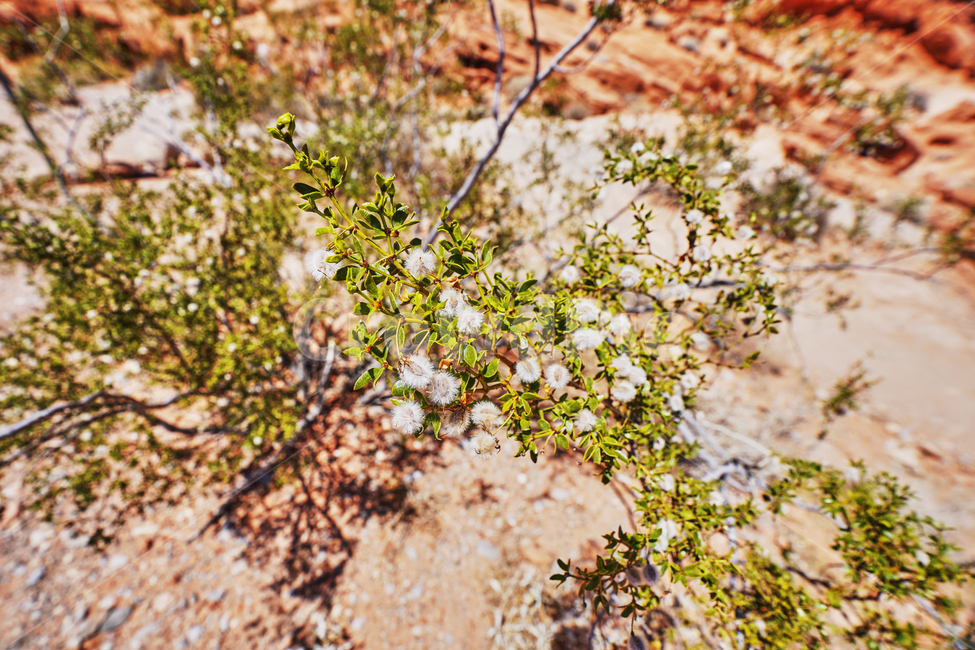 불의계곡,valleyoffire,건조한,dry,사막꽃,식물,자연,plants,nature,꽃,flower