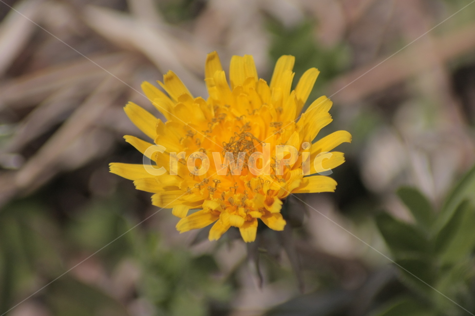 민들레,야생화,꽃,노란색,들꽃,flower,식물,자연,plants,nature,꽃,flower
