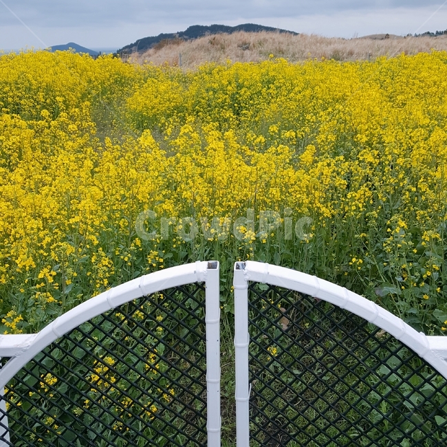 유채꽃,풍경,꽃,꽃밭,봄,flower