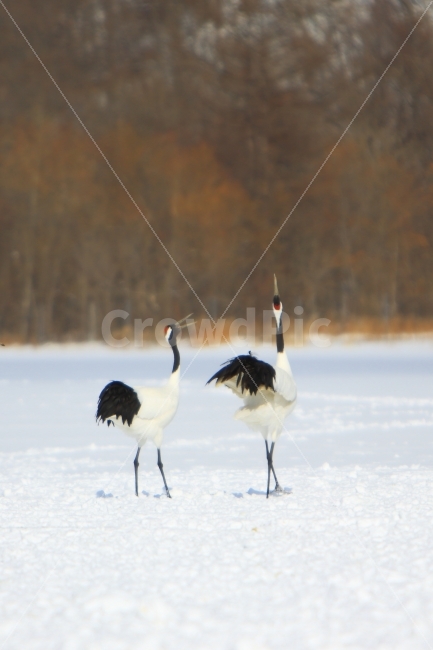 홋카이도,두루미,구애춤,일본,겨울,동물,학,짝,설원,겨울,계절,winter,season,동물,animal,조류,새,birds