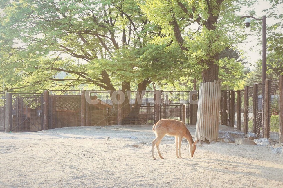 나무,사슴,빛,동물원,zoo,동물,animal,포유류,mammal,휴식,힐링,rest,relaxation,healing