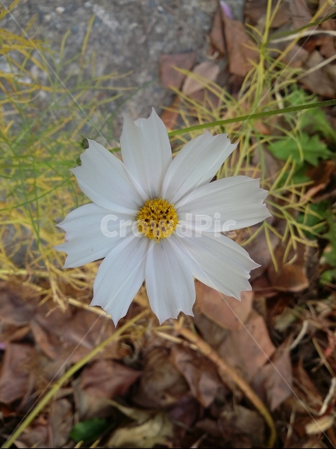 plant,식물,꽃,flower,자연,식물,자연,plants,nature,꽃,flower