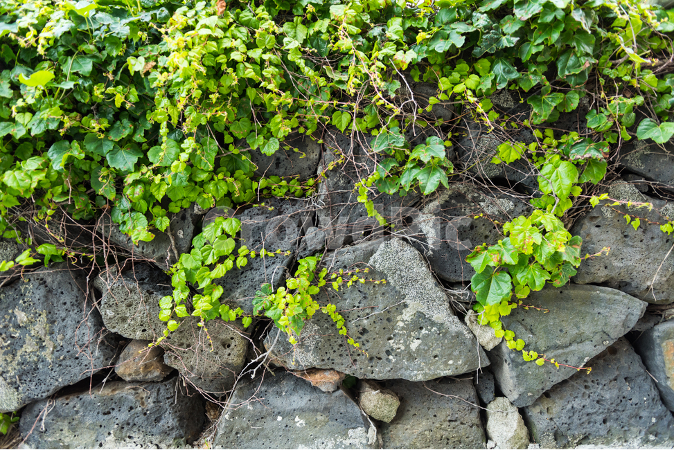 담장,전통,현무암,제주도,벽,배경,담쟁이덩굴,돌,담벼락,담,식물,자연,plants,nature