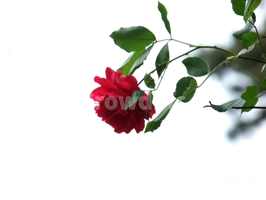 장미,넝쿨장미,붉은장미,장미꽃,장미화,식물,자연,plants,nature,꽃,flower