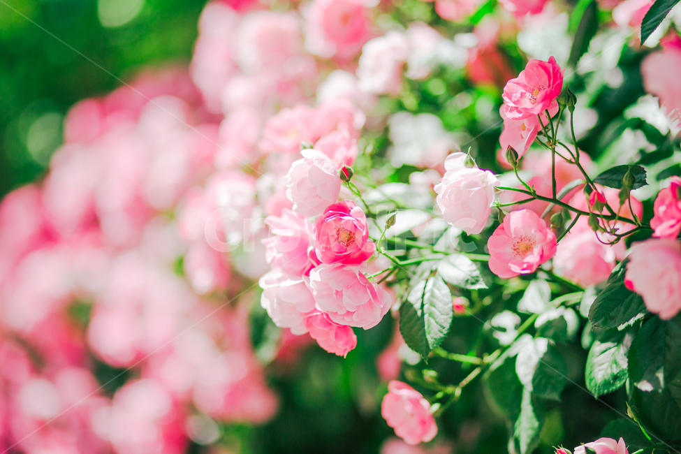 장미,장미꽃,꽃,싱그러움,봄,향긋함,식물,풍경,초록,핑크빛,감성사진,힐링,rose,flower,spring,emotional,green,pink,feeling,healing,nature,자연,느낌,식물,자연,plants,nature,꽃,flower,감성,sensible,feeling,휴식,힐링,rest,relaxation,healing,색깔,색상,색채,색감,color sense,color sensitivity,feeling of color