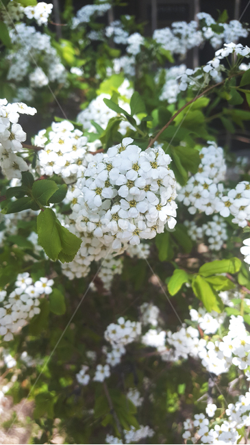 식물,흰꽃,야생화,꽃나무,흰색,꽃,꽃봉오리,배경화면,자연,blossom,flower,plant,nature,background,white,whiteflowers,flowertree,tree,bud,식물,자연,plants,nature,꽃,flower