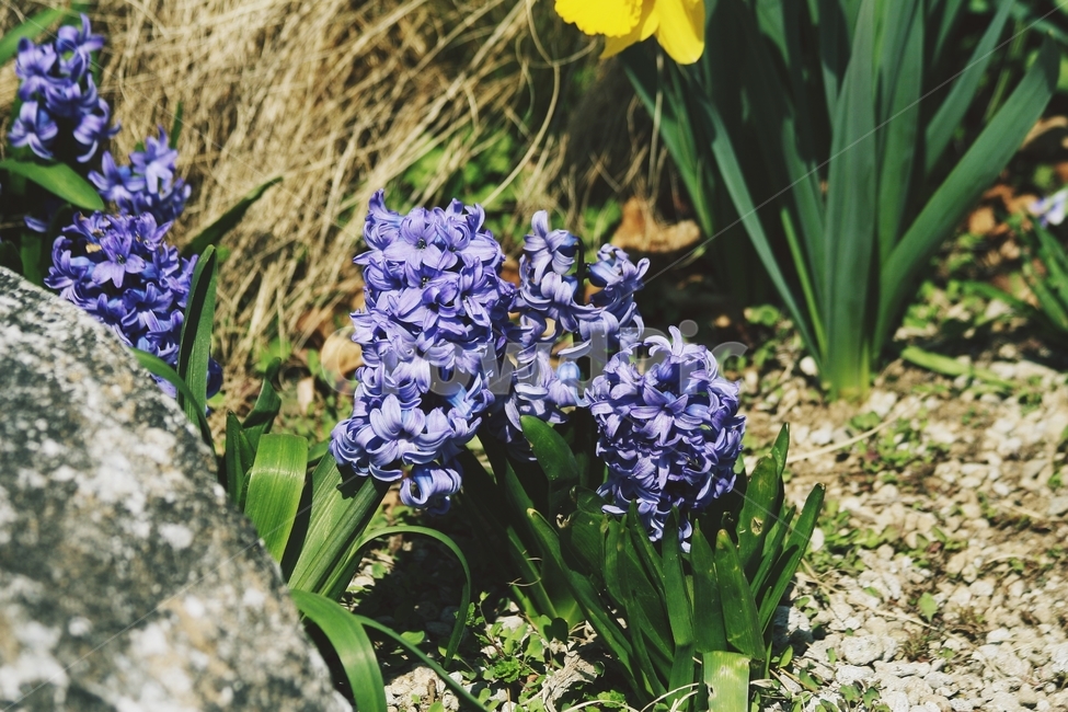 꽃,식물,flower,blossom,plant