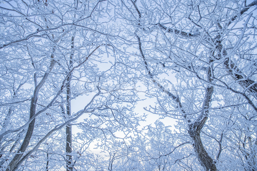 태백산,상고대,겨울,눈꽃,겨울풍경,풍경,산,겨울산,설산,겨울,계절,winter,season,자연,풍경,nature,landscape