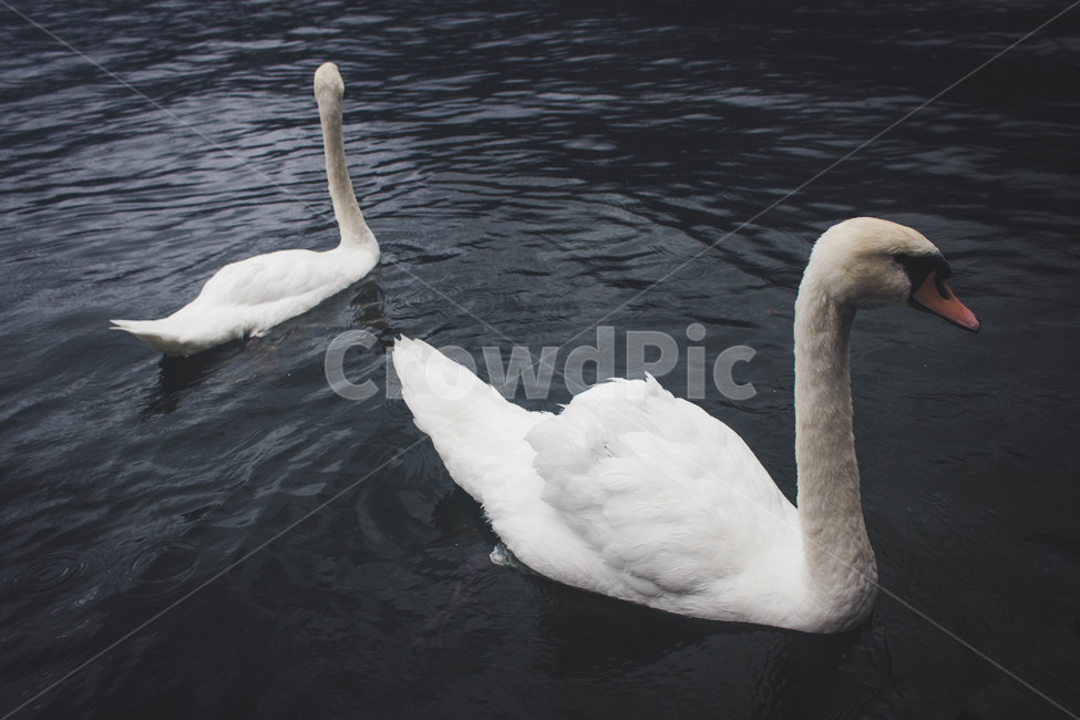 동물,새,백조,swan,bird,animal,풍경,landscape,호수,lake,동물,animal,조류,새,birds,감성,sensible,feeling