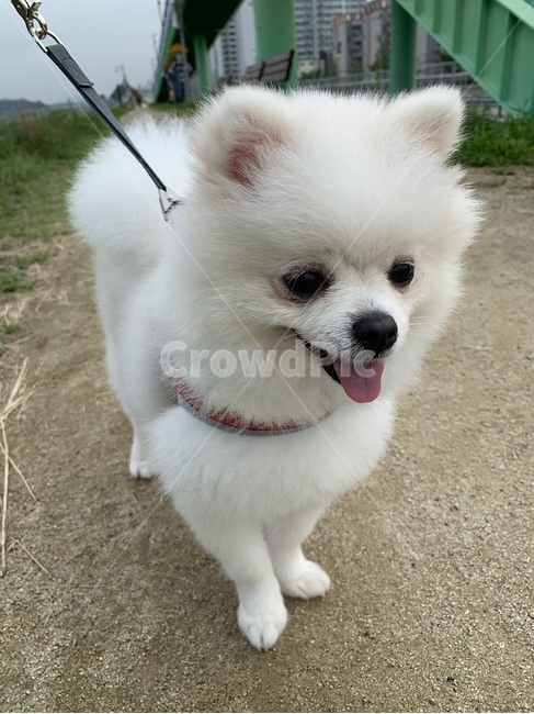 강아지,포메,귀여운,강아지산책,하얀강아지