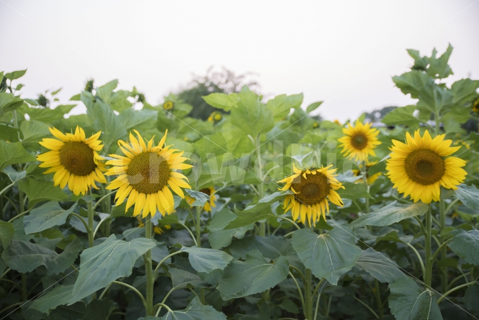 하늘공원,해바라기,꽃,풍경,노랑꽃,여름,계절,summer,season,식물,자연,plants,nature,꽃,flower,plant,blossom,sunflower