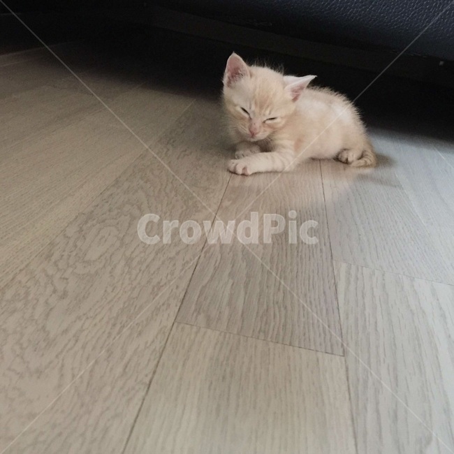 고양이,아깽이,심쿵,쿨쿨,코숏,코리안숏헤어,동물,animal,포유류,mammal,고양이,cat,kitten,kitty