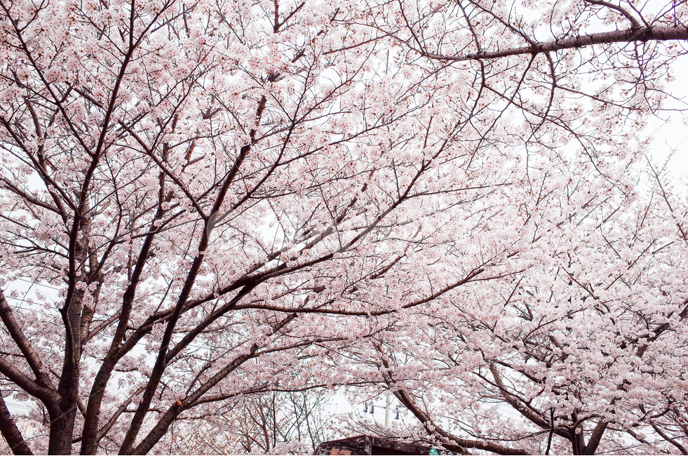봄,벚꽃,벚꽃나무,꽃,체리블라썸,cherryblossom,봄,계절,spring,season,식물,자연,plants,nature,꽃,flower,나무,trees,wood,plant,blossom,cherry blossom