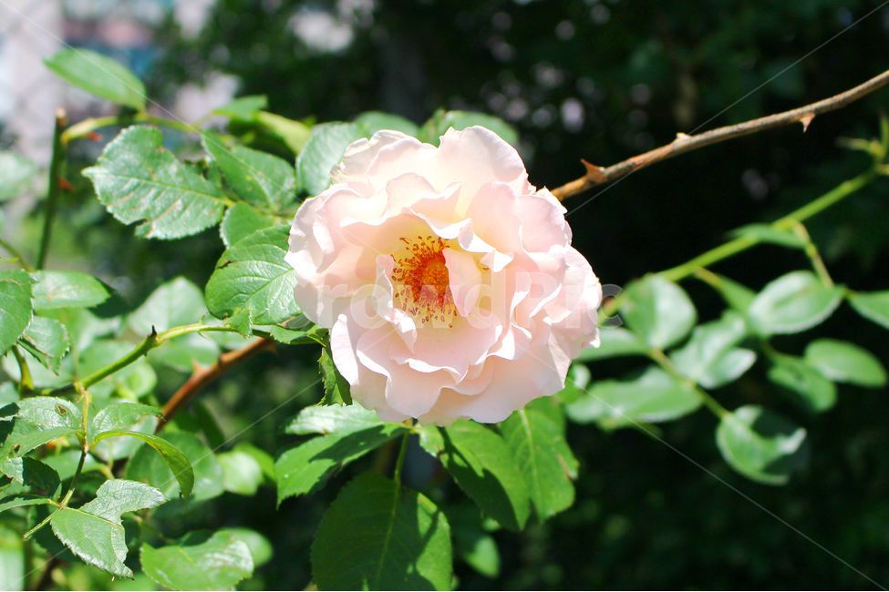 꽃,장미,하얀장미,감성사진,여름,5월,흰색,flower,rose,풍경,풍경사진,자연,식물,자연,plants,nature,꽃,flower