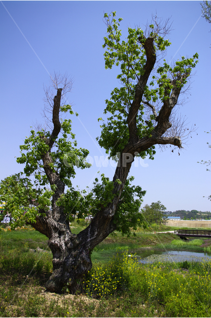나무,하늘,초록,파란,color,풍경,자연,식물,자연,plants,nature,나무,trees,wood