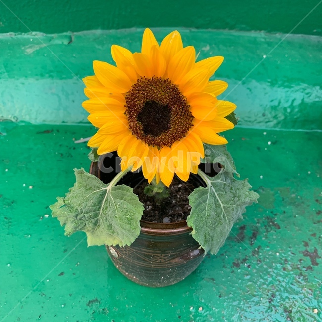 식물,flower,꽃,plant,blossom,해바라기,노란색꽃,식물,자연,plants,nature,꽃,flower