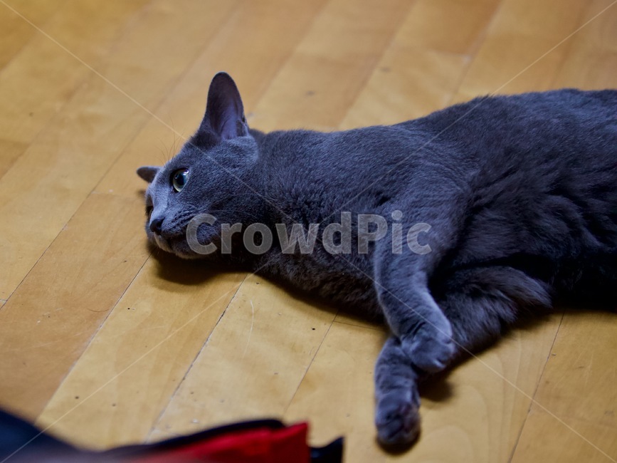 고양이,냐옹이,야옹이,cat,animal,냐옹,냥냥,냥냥펀치,cats,러시안블루,반려묘,애완묘,동물,animal,포유류,mammal,고양이,cat,kitten,kitty