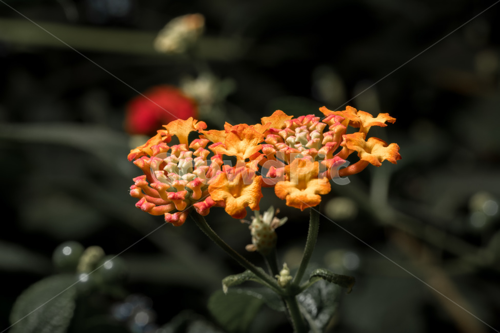 란타나,꽃,알록달록,예쁜,식물,식물,자연,plants,nature,꽃,flower