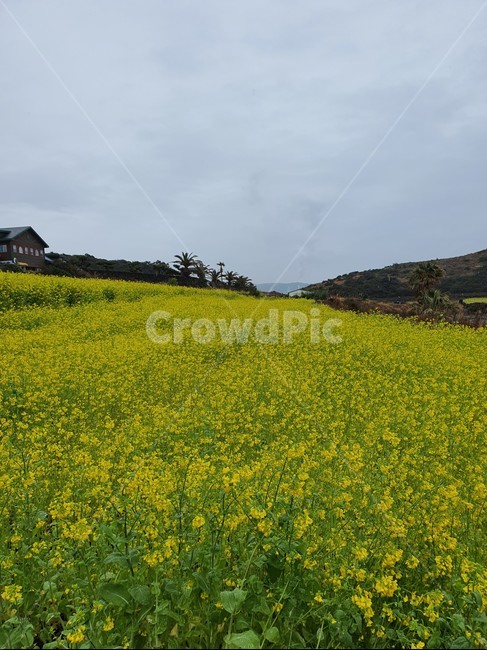 field,들,목초지,nature,자연,grassland,유채꽃,노란색,yellow,꽃