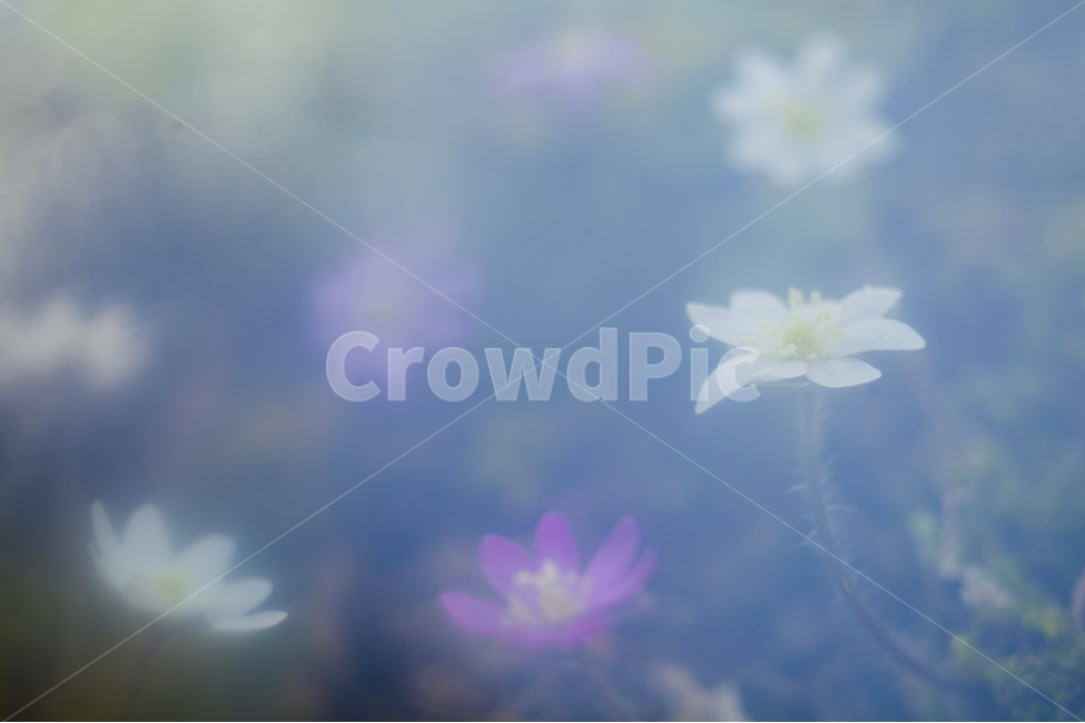 노루귀,봄꽃,보케,백노루귀,홍노루귀,봄,계절,spring,season,식물,자연,plants,nature,꽃,flower,plant,geranium,제라늄,blossom