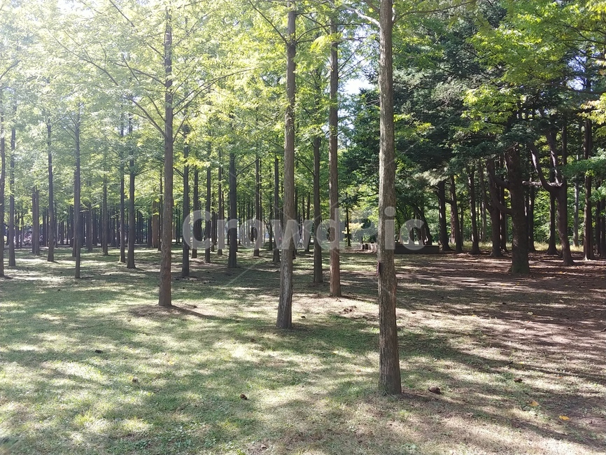 vegetation,plant,삼림지,자연,작은숲,tree,나무,자연,풍경,nature,landscape,초목,식물,forest,숲,woodland,outdoors,옥외,land,땅,grove,작은 숲