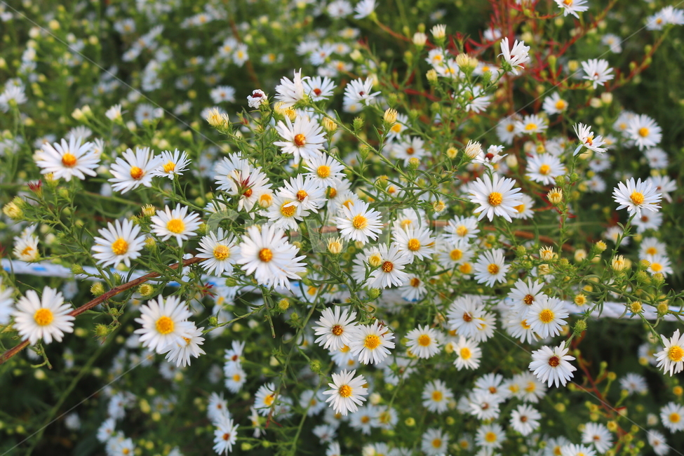 미국쑥부쟁이,쑥부쟁이,야생화,꽃,식물,미국쑥부쟁이꽃,중도국화,털쑥부쟁이,국화,국화과,들꽃,식물,자연,plants,nature,꽃,flower
