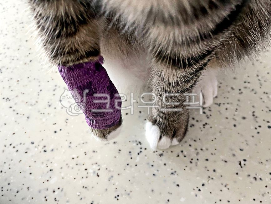 고양이,동물병원,붕대,상처,고양이발,발,동물
