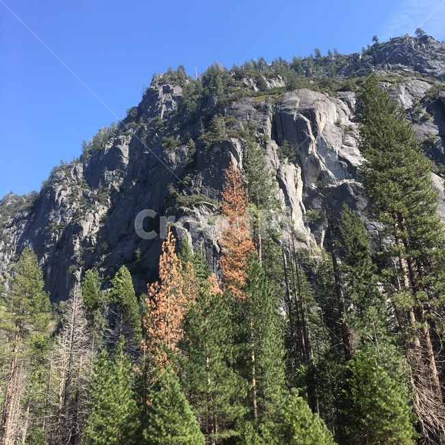 tree,나무,plant,식물,fir,전나무,구과식물,conifer,아비,abies