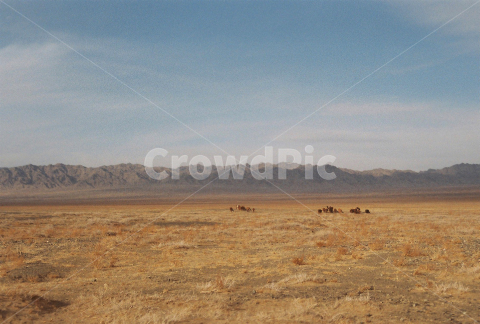몽골,자연,목초지,고비사막,사막,동물,하늘,황금,들판,산,자연,풍경,nature,landscape,해외,외국,세계,foreign,oversea,world,세계자연풍경,해외자연풍경,외국자연풍경,world nature landscape