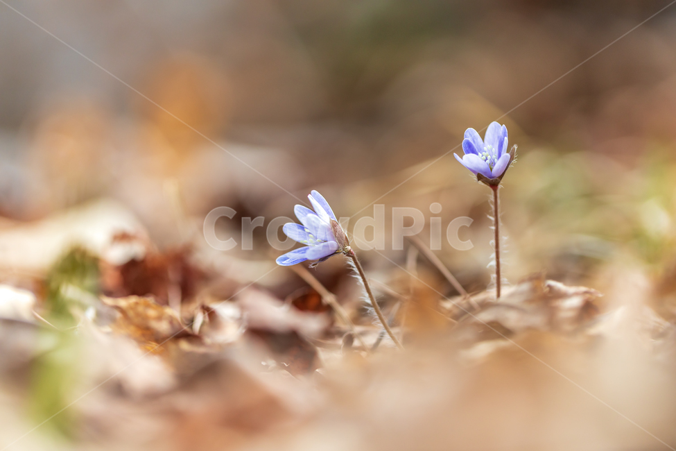 야생화,청노루귀,노루귀,봄,plant,식물,식물,자연,plants,nature,꽃,flower