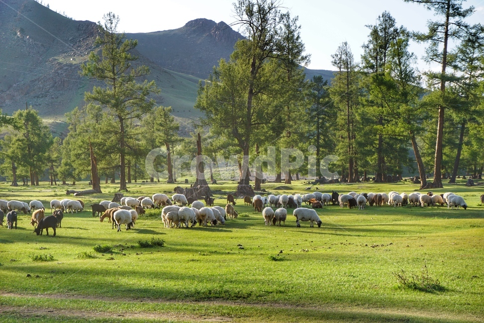 자연,nature,land,땅,몽골,mongolia,농촌,rural,ranch,농장,farm,목초지,meadow,방목,grazing,양,sheep,동물,animal,포유류,mammal