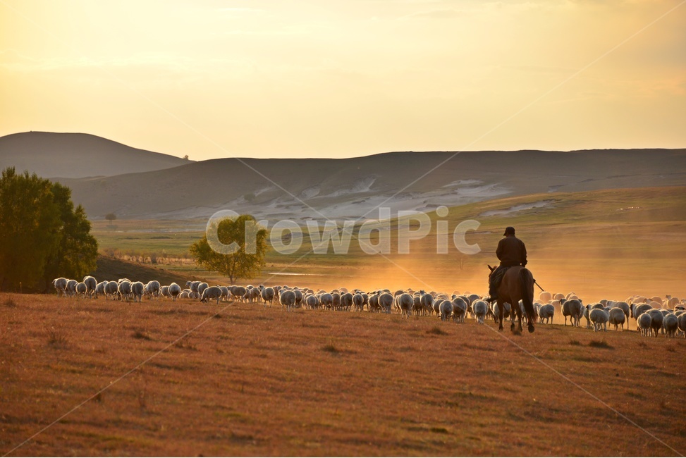 outdoors,옥외,grassland,목초지,field,들,landscape,경치,nature,자연,scenery,풍경,중국,몽고,패상,패상가을,양떼,패상양떼,flock,대군,animal,동물,목축업,목장,livestock farming,ranching,pasture