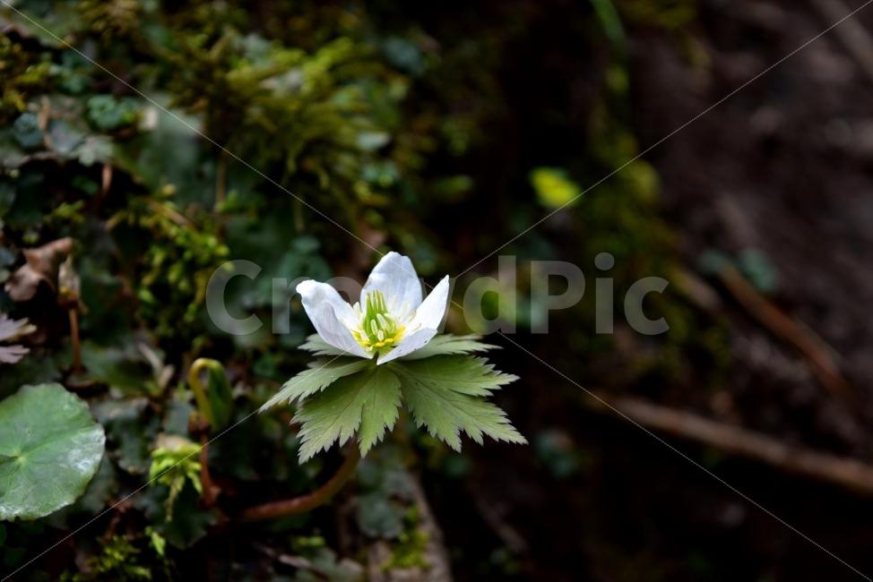 모데미풀,봄,야생화,꽃,청태산,강원도,봄꽃,고산야생화,감성,wildflower,산꽃,봄야생화,계곡,이끼,꽃말,슬픈추억,아쉬움,MegaleranthissaniculifoliaOhwi,금매화아재비,운봉금매화,식물,자연,식생,생태,식물,자연,plants,nature,꽃,flower