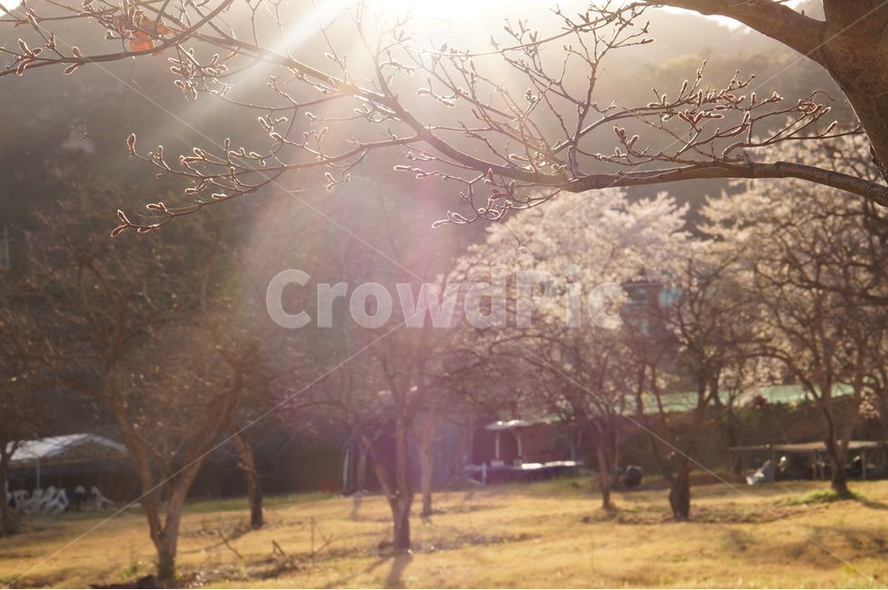 저녁,석양,노을,해,빛,나무,맑음,봄,식물,자연,plants,nature,나무,trees,wood,휴식,힐링,rest,relaxation,healing