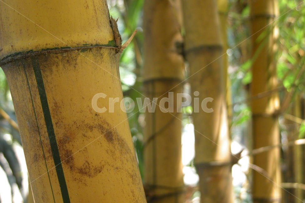 대나무,bamboo,식물,plant,nature
