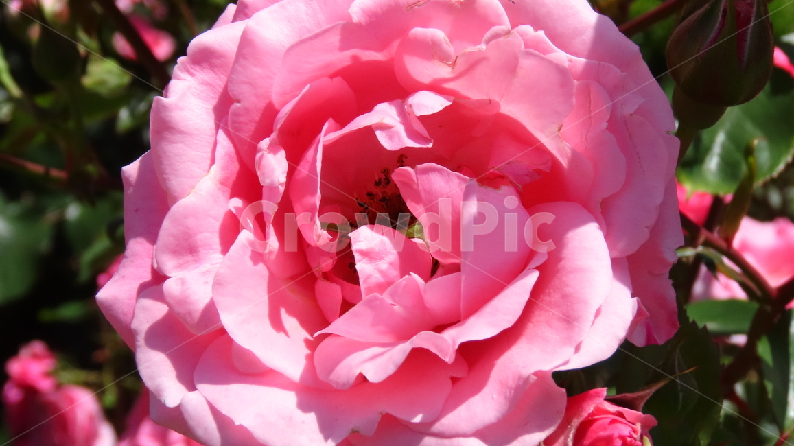 장미,장미정원,꽃,flower,flowers,rose