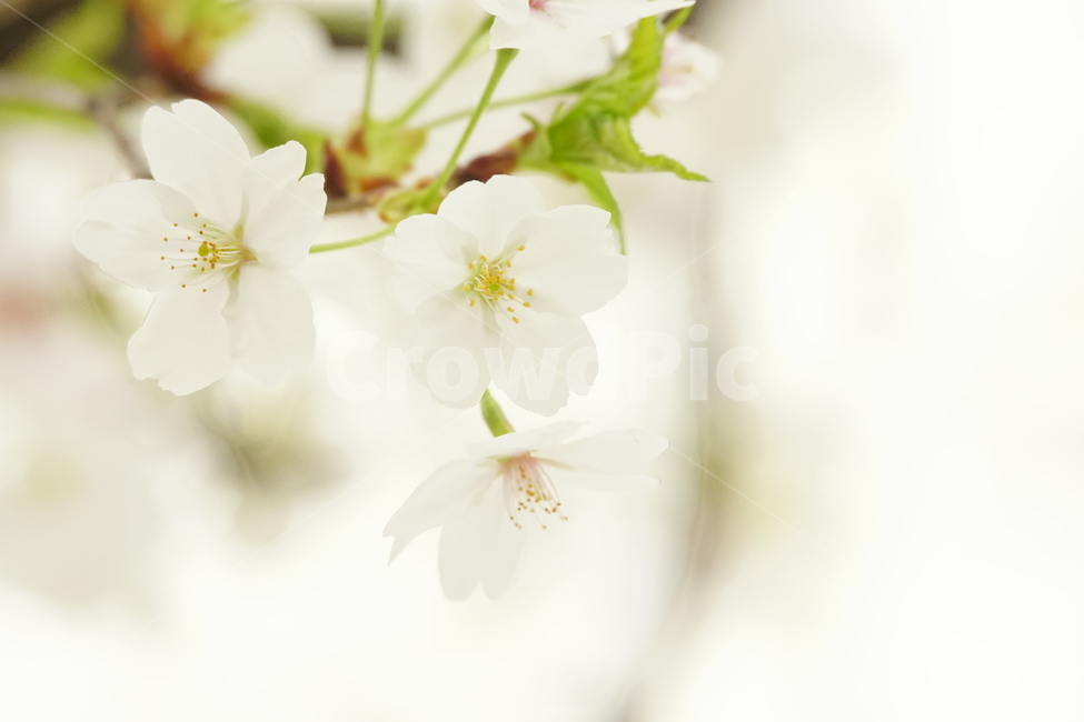 꽃,벚꽃,식물,flower,blossom