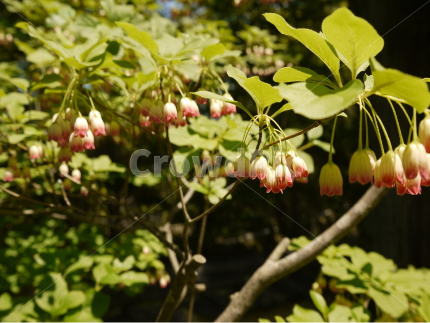 식물,꽃,공원,산책,봄,식물,자연,plants,nature,꽃,flower