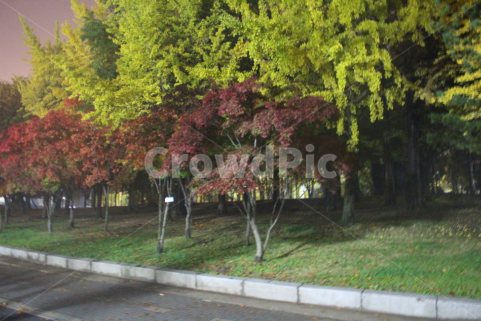새벽,밤,나무,올림픽공원,단풍,자연,풍경,nature,landscape,tree,plant,식물