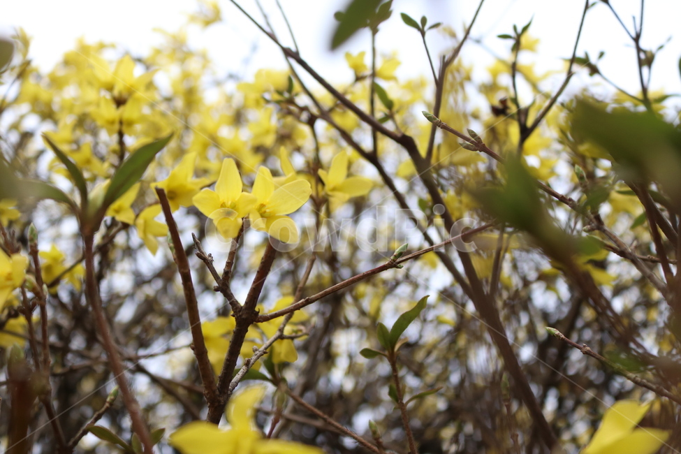 식물,개나리,꽃,나무,봄,노란색,노란,풍경,자연,봄,계절,spring,season,식물,자연,plants,nature,꽃,flower,plant,blossom