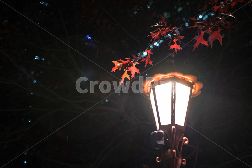 가을,단풍,조명,빛,낙엽,길거리,보케,갈색,밤,저녁,야경,길,autumn,fall,light,maple,maples,road,night,street,가을,계절,fall,autumn,season,야경,밤,풍경,nightscape,night,landscape,plant,식물,leaf,잎