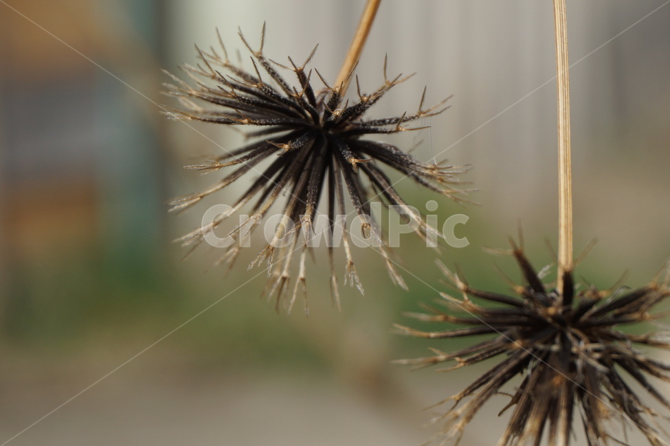 도깨비풀,도깨비가시,가시,3월,진한갈색,마른가지,식물,자연,plants,nature