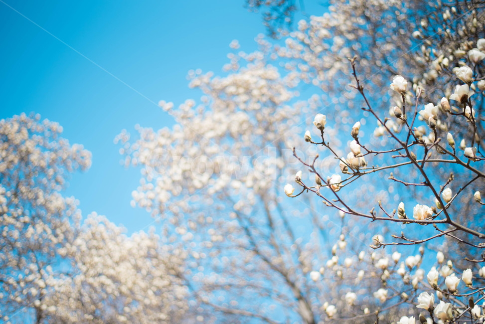목련,목련나무,봄꽃,식물,나무,봄,계절,spring,season,식물,자연,plants,nature,꽃,flower,plant