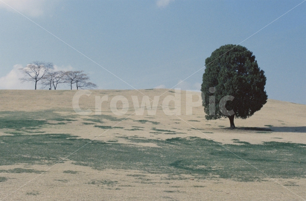 왕따나무,풍경,자연,감성사진,하늘,자연,풍경,nature,landscape,감성,sensible,feeling,soil,흙,tree,나무,plant,식물,outdoors,옥외
