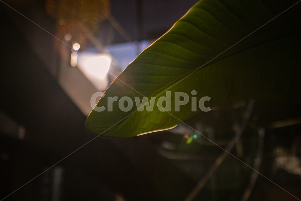 나뭇잎,따뜻함,햇빛,빛,가을,감성,식물,자연,plants,nature