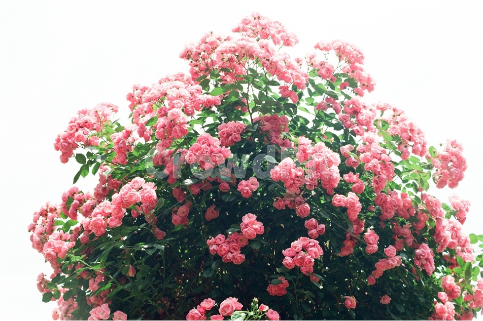 장미,서울대공원,소풍,5월,6월,꽃,풍경,백장미,분홍색,빨간색,식물,자연,plants,nature,꽃,flower