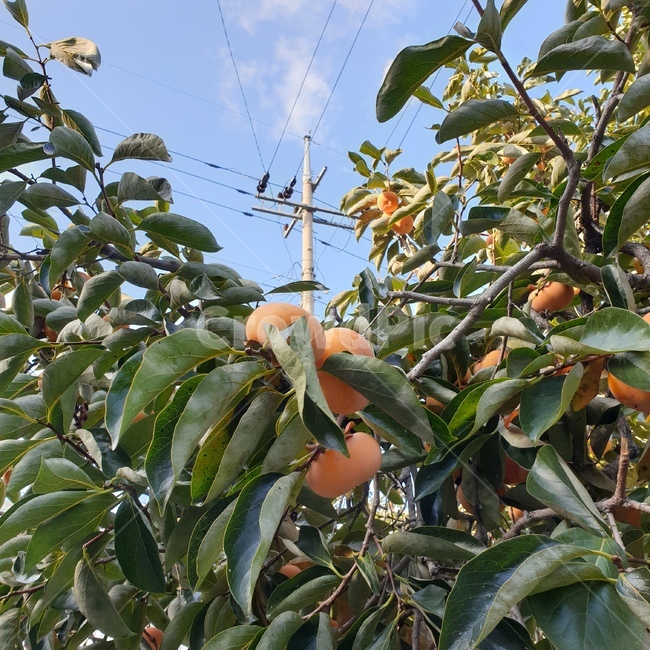 식물,과일,음식,감,fruit,가을,계절,fall,autumn,season,과일,열매,fruit,plant,food
