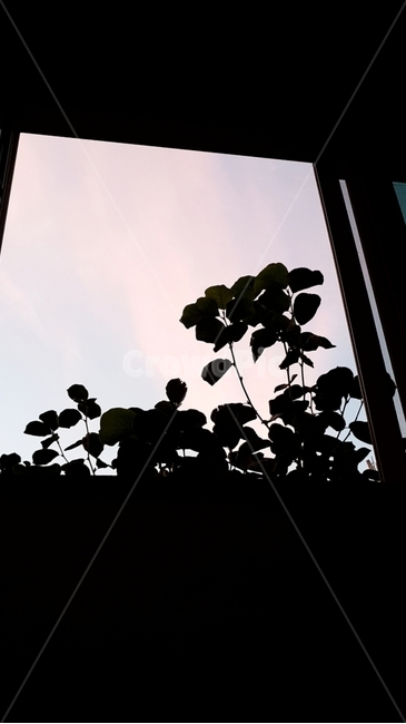 구름,하늘,프레임,나무,자연,핑크,분홍,분홍색,창문,감성,풍경,cloud,sky,frame,window,tree,pink,nature,scenery,식물,자연,plants,nature,실루엣,그림자,silhouette,shadow