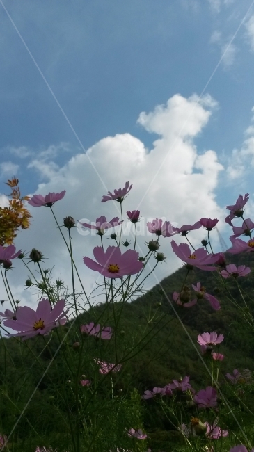 코스모스,가을,꽃,하늘,가을하늘,가을,계절,fall,autumn,season,식물,자연,plants,nature,꽃,flower,plant