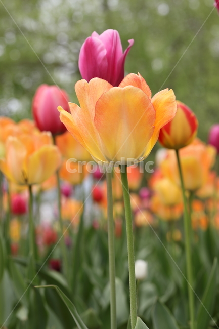 꽃,튤립,꽃밭,봄,계절,색깔,공원,자연,flowers,tulips,spring,season,park,colors,colorful,field,nature,봄,계절,spring,season,식물,자연,plants,nature,꽃,flower,plant,blossom,tulip